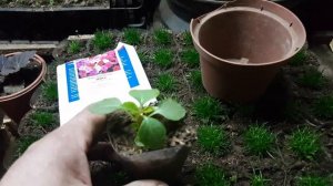 Бальзамин НЕ ЛЮБИТ. Пересадка бальзамина. Бальзамин пикировка. Как пикировать бальзамин. Бальзамин