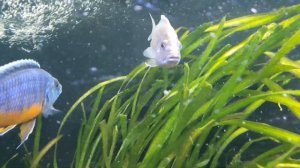 Малавийские цихлиды утака. African cichlids utaka, malawi. Африканские цихлиды. Часть 2. Part 2.