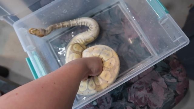 My Snake Had A Bad Shed... Here’s What To Do смотреть онлайн