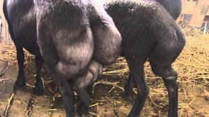 Карачаевская порода овец на Всероссийской выставке овец г Элиста