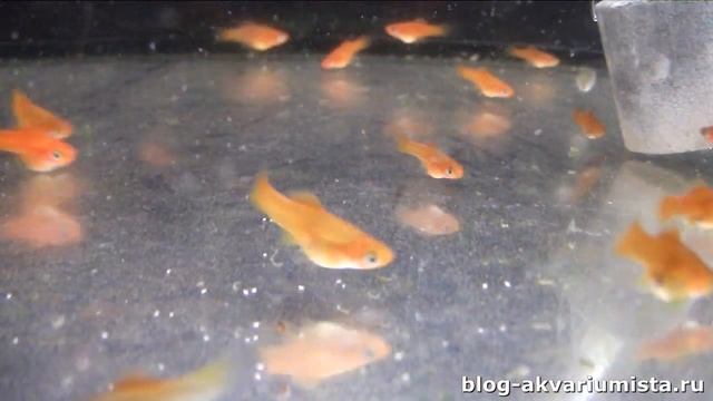 Рыбка меченосец: размножение, содержание, выращивание мальков.