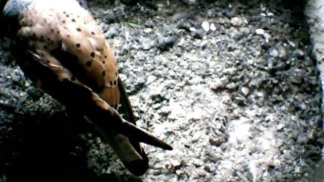 From Internet Camera(Turmfalken[03:1A:A5])2014/07/07,19:11:10_D смотреть онлайн