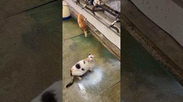 Никто: Хоумлендер: смотреть онлайн