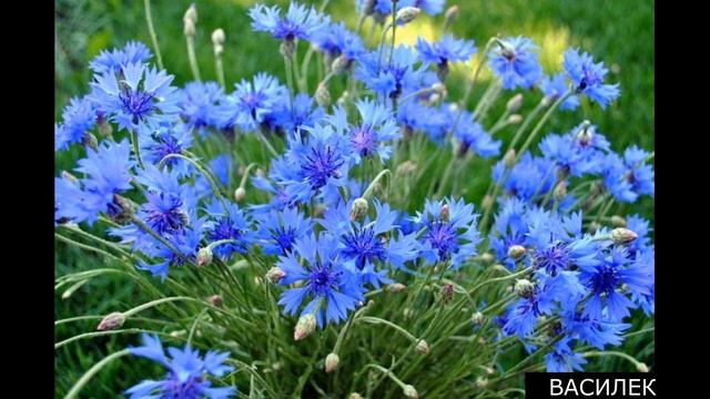 Какие цветы высаживают осенью. смотреть онлайн