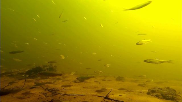 Plenty of fish, natural biotope, nature habitat . смотреть онлайн