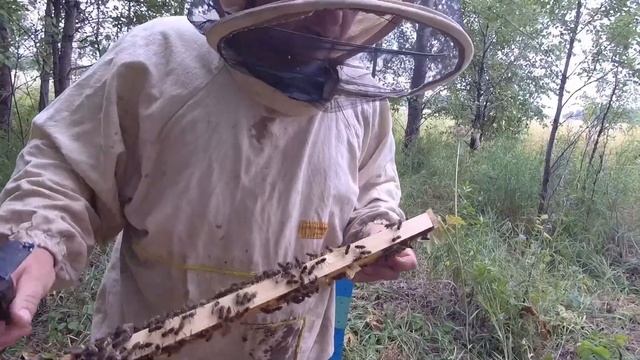 Объединили две семьи, а они не ужились. Не приняли матку и наделали кучу маточников смотреть онлайн
