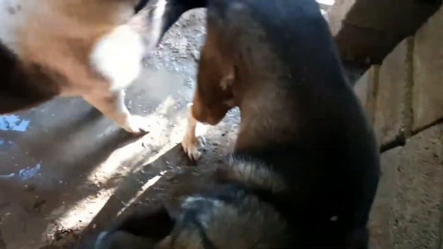 Мой скромный питомник, три Волкодава и 😸 смотреть онлайн