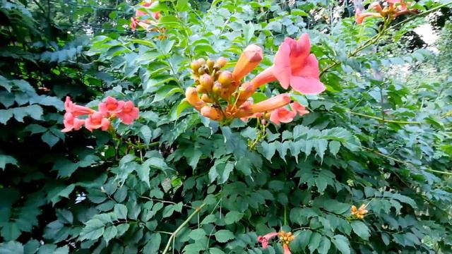 Как выглядит Кампсис / Campsis