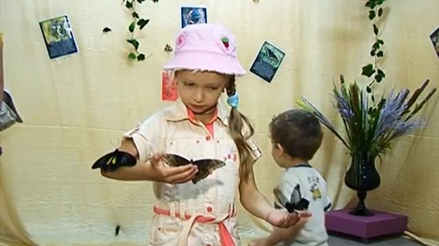 Тропические бабочки 1 смотреть онлайн