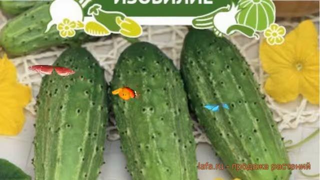 Огурец обыкновенный Нежинский (nezhinskiy) ? Нежинский обзор: как сажать, семена огурца Нежинский смотреть онлайн
