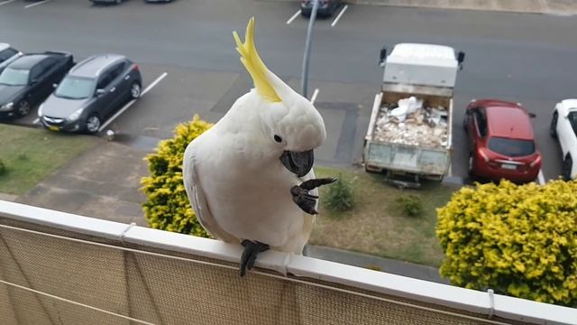 Это Австралия ,ребята ! Чудеса на каждом углу.Это надо видеть ! Калотамнус — "цветущая ель" смотреть онлайн