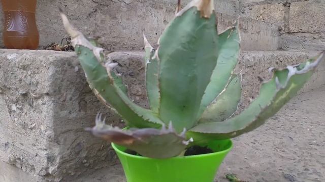 Секир башка!) Переукореняем агаву и кактус. смотреть онлайн