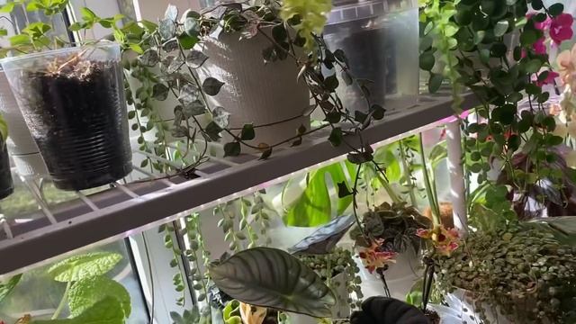 Будни цветовода | Всего понемногу | Про уход за непентесом | 13.05.2022г. смотреть онлайн