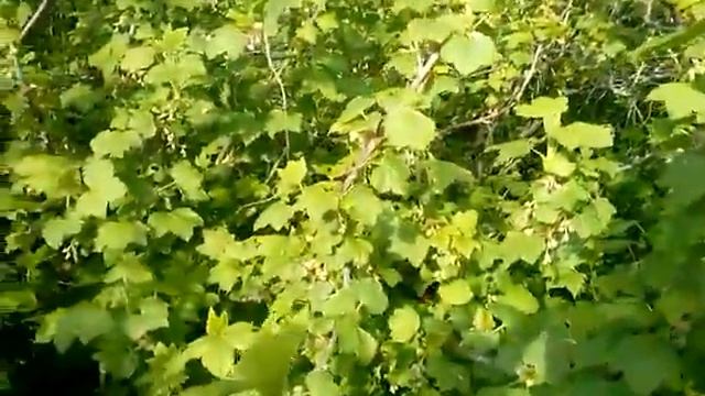 Красота природы. Полет шмеля. Пение птиц. Наслаждение жизнью смотреть онлайн