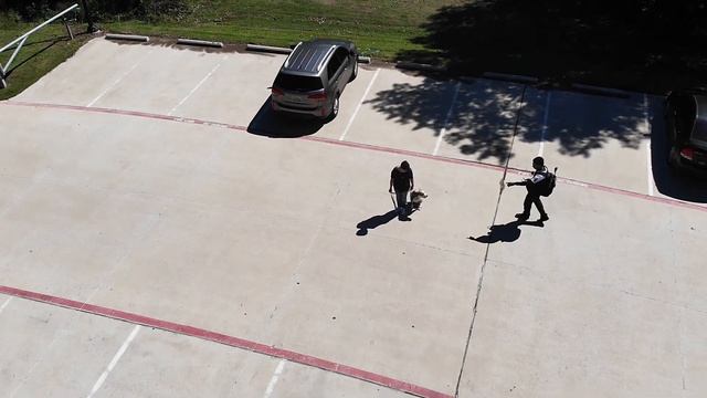 Tips for the dog park part 2 introducing your dog to a dog park game speed смотреть онлайн