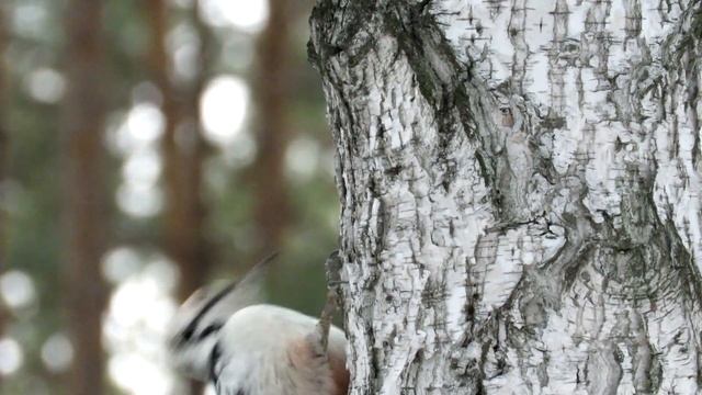 Дятел на березе, Белоспинный дятел самец смотреть онлайн
