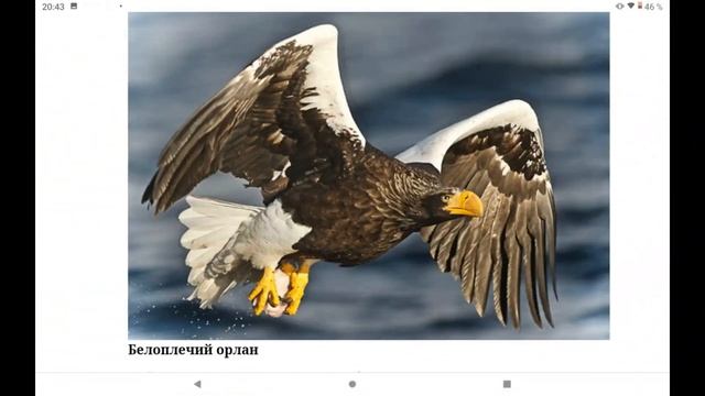 Виды хищных птиц смотреть онлайн