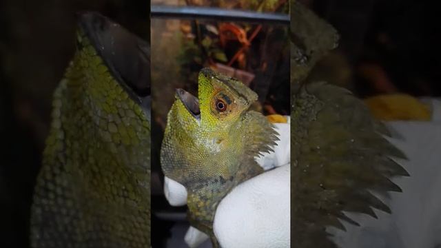 Хамелеоновый гоноцефал смотреть онлайн