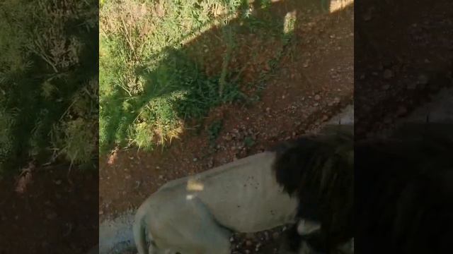 И пошли они до городу Парижу смотреть онлайн