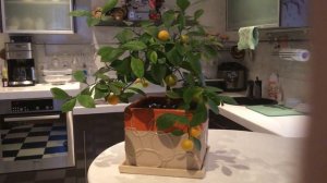 Каламондин уход дома