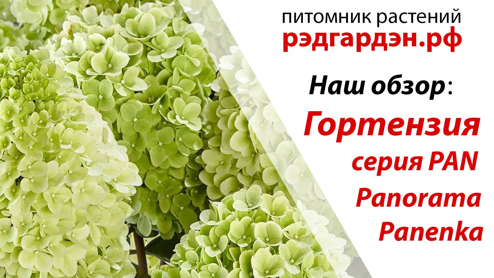 Гортензия Паненка (Panenka) и Панорама (Panorama). смотреть онлайн