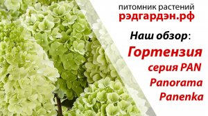 Гортензия Паненка (Panenka) и Панорама (Panorama).