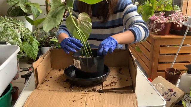 Repotting Philodendron Gloriosum & Mamei with update смотреть онлайн