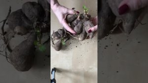 Как разделить георгины перед посадкой весной