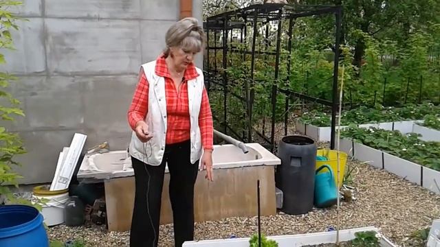 Огород, совмещенные посадки ,клубника+редис +картофель ,кабачки +картофель. смотреть онлайн