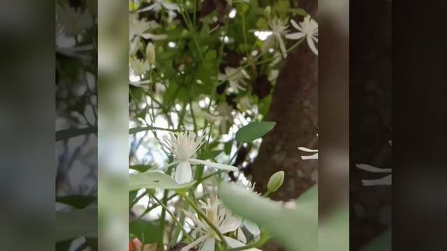 Bridal Bouquet Plant,/clematies Terniflora Plant