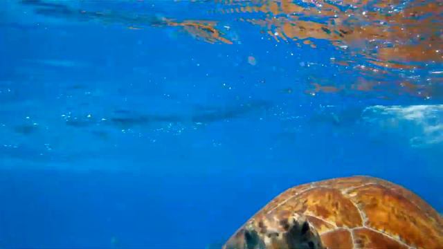 Mystic snorkel Wiht Cuchi смотреть онлайн