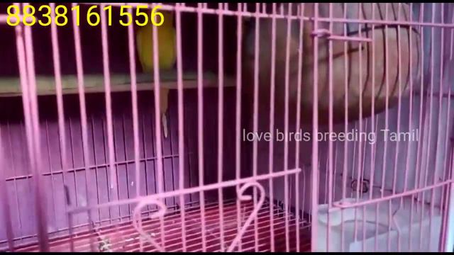 love birds beginner tips part 2 смотреть онлайн
