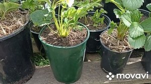 САЖАЕМ КЛУБНИКУ В КАШПО // НА ЧТО ОБРАТИТЬ ВНИМАНИЕ // ВАЦАП ДЛЯ ЗАКАЗА ЯГОД 8-915-245-81-59