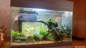 Подмена воды в новом аквариуме поэтапно (Заметки для начинающего аквариумиста)