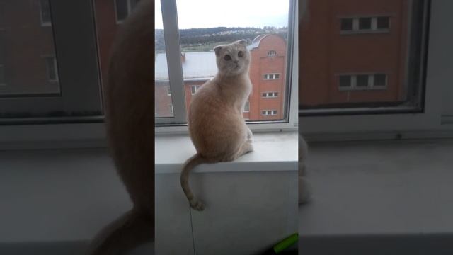 Кот стоящий на задних лапах смотреть онлайн