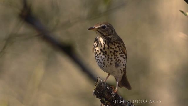 Дрозд певчий (Turdus philomelos) | Film Studio Aves смотреть онлайн