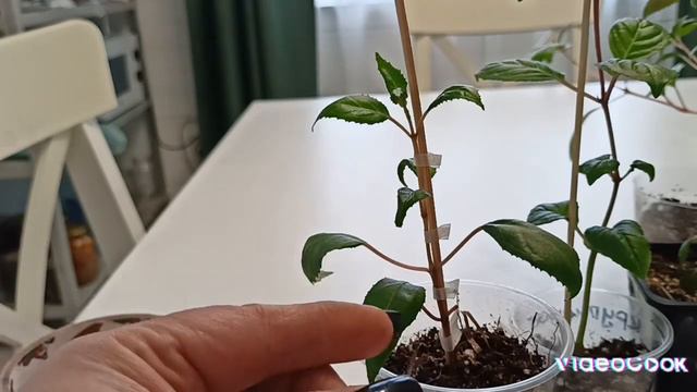 формирование фуксии на штамбе смотреть онлайн