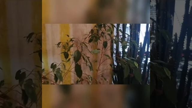 Фикус бенджамина уход в домашних условиях смотреть онлайн