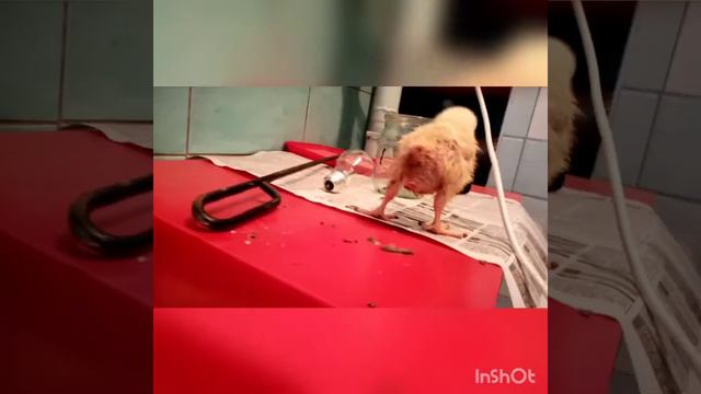 Грязние попки у циплят бройлера. смотреть онлайн