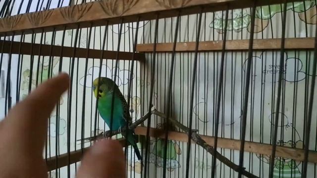 как приучить попугая к рукам! смотреть онлайн