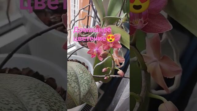 Второе домашнее цветение парфюмерной фабрики😍 #обзор #орхидеи #цветы#уход#цветоводство смотреть онлайн