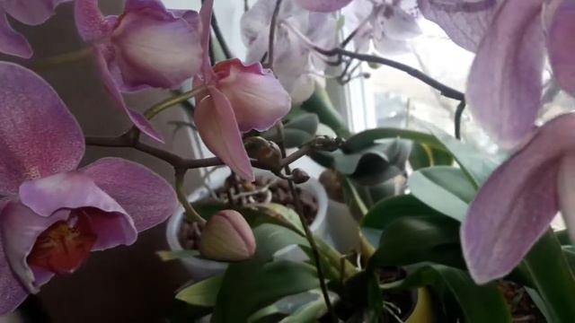 178💐ЦВЕТУЩИЙ ФЕВРАЛЬ 💐😍😍😍 смотреть онлайн