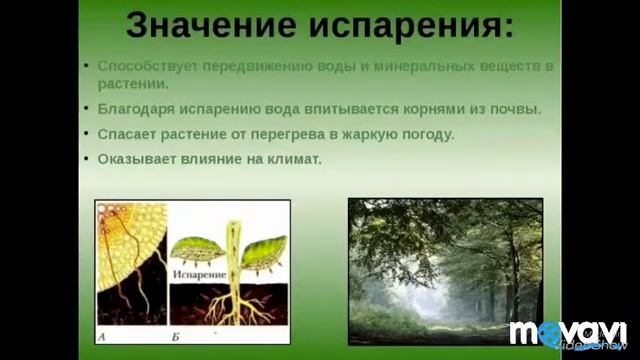 Испарение воды растениями.Листопад.Биология в стихах 6 класс. смотреть онлайн