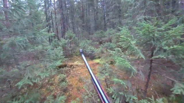 Охота на рябчика осенью с мелкашкой. Охота с тоз-99. смотреть онлайн