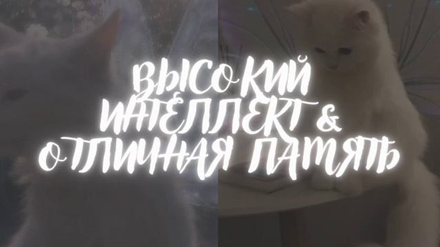 ПАМЯТЬ • ИНТЕЛЛЕКТ • МОЩНЫЙ САБЛИМИНАЛ |sophiesubliminals| смотреть онлайн