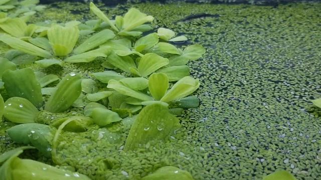 Пистия, ряска смотреть онлайн