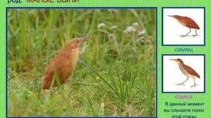 Волчок. Выпь малая. Голоса птиц