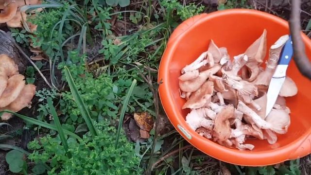 Где растут опята. Не удаляйте корни старых деревьев в саду. смотреть онлайн
