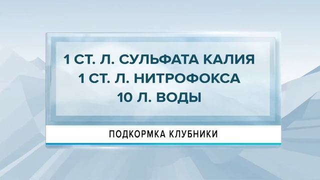 Рассказываем секреты повторного урожая клубники смотреть онлайн