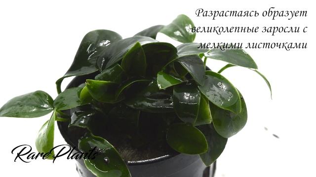 Anubias nana bonsai смотреть онлайн